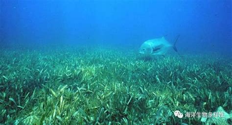 海归变'海草',海草什么意思