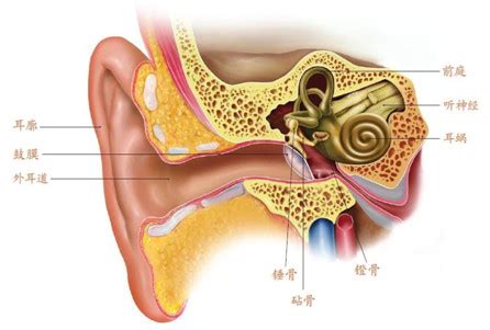 什么是耳朵户型,耳朵房户型是什么样的