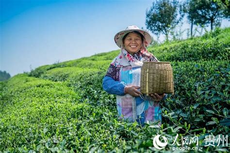 茶农用上区块链,一个茶农一年能产多少