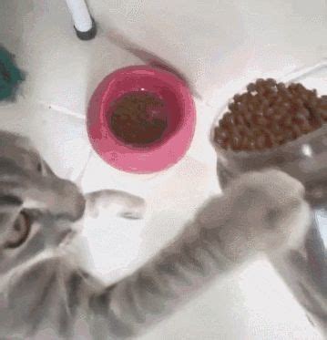 猫咪每天需要吃多少,6斤的猫吃多少罐头