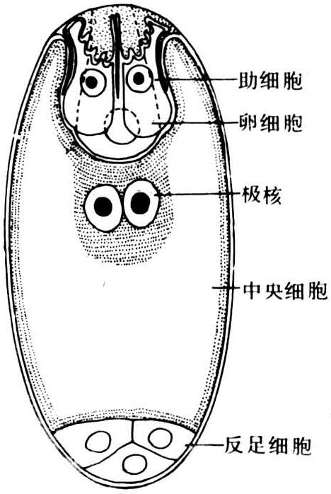 囊胚长什么样子图片