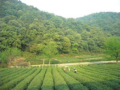 茶叶的产地是什么地方,碎银子茶叶产地是什么地方