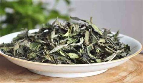 福鼎有些什么茶树品种,小叶福鼎茶树品种特点