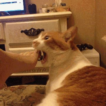 猫为什么会咬人,猫咪为什么喜欢咬手指
