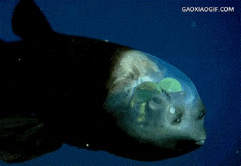 深海鱼为什么那么丑,为什么鱼却没事