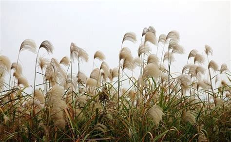 什么样的农药可以把芦苇 连根除??