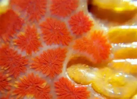 珊瑚玉石硬度是多少,有万花玉美称的珊瑚玉