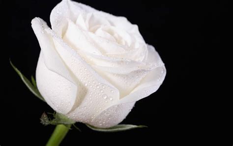 白玫瑰的花语和寓意是什么?