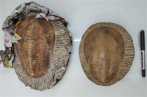 黑龙江海伦发现罕见古生物化石群