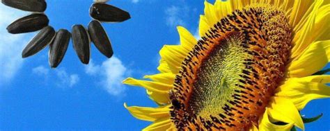 太阳花籽的美容作用是什么?