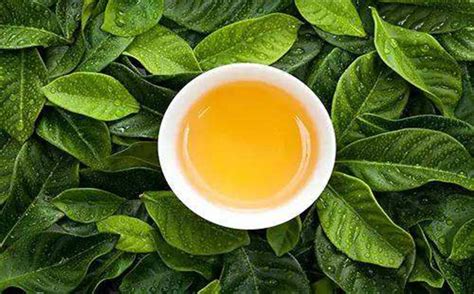 怎么到茶庄推销茶叶,如何到茶庄推销养生茶