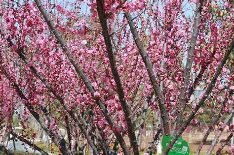 三月的梅花-三年级状物作文400字(摘抄5篇)