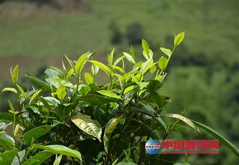 山茶科植物有哪些茶树,100种山茶花一开