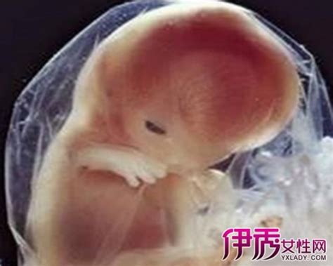 怀孕9周胎儿图有多大