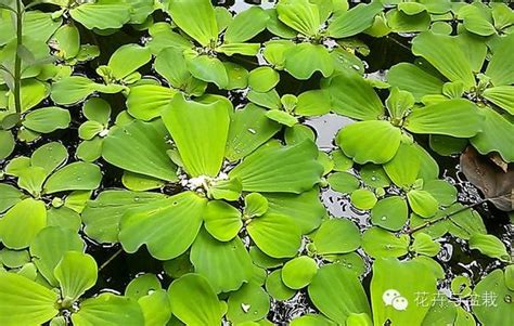 水生植物有哪些|常见水生植物有哪些