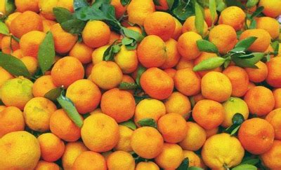 广西有什么柑子,柑橘在广西种植品种