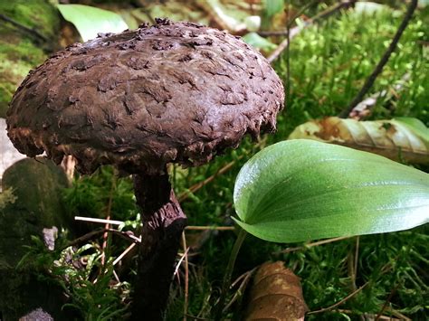 临颍县千企惠民促消费活动开幕 临颖松茸种植