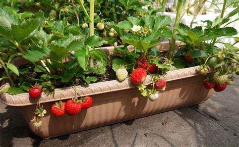 草莓怎么种的啊