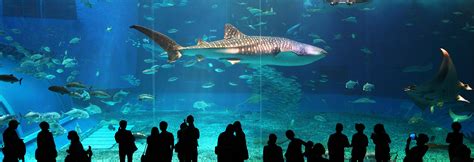 海洋馆夜游记_参观海洋馆作文700字（经典9篇）