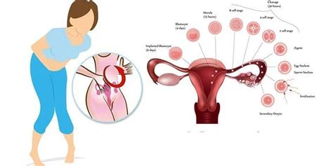 卵巢早衰会影响月经量吗