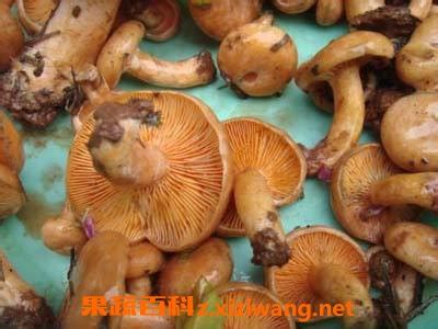 蒙山松菇的功效与作用 茸松菇的功效和作用