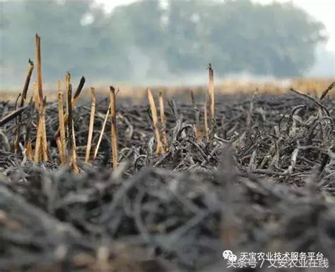 草木灰为什么可以当肥料的论文,合理施肥必须重视施肥技术