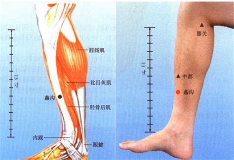 三伏贴治腿疼穴位图