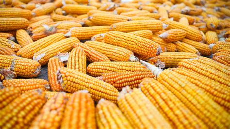 东北地区的玉米价格是多少啊?