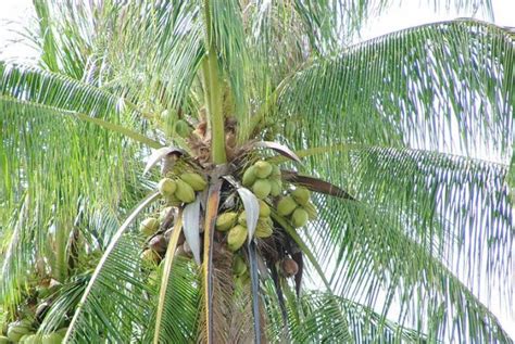 如何养好小型椰子树