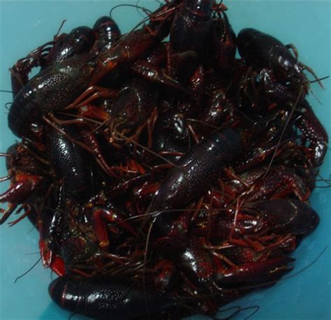 油焖小龙虾好吃的诀窍,油焖小龙虾的做法是什么