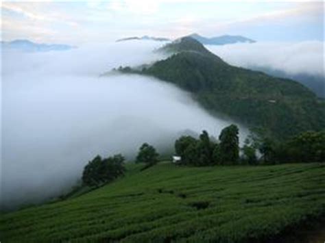 台湾高山茶300公克多少钱,辨识度极高的台湾风味高山茶