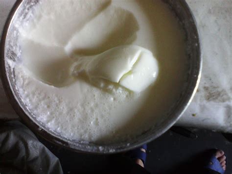 自制发酵酸奶的做法和配方,发酵酸奶怎么做