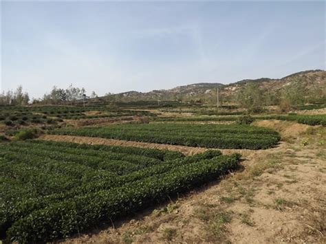 日照茶园哪里有,五指山茶叶究竟赢在哪里