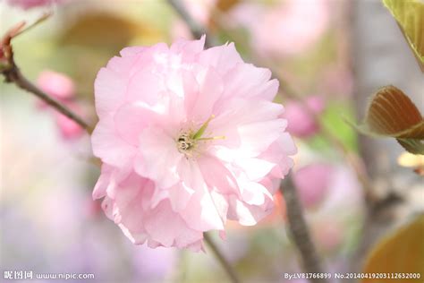 4月份属于哪个季节?