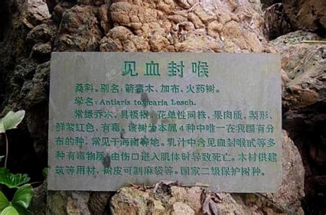 三大“世界之最”的树：最贵、最硬、最毒，全都在中国