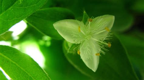 白花紫露草能吸甲醛吗