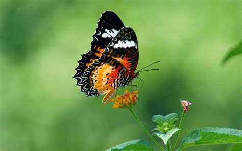中国的蝴蝶种类大全,名称及图片,谢谢
