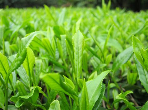 万亩茶叶推动产业振兴,江西适合种什么茶叶