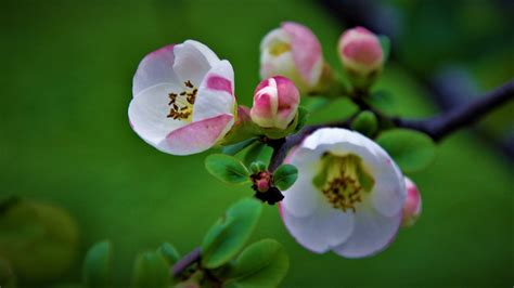 木瓜花为什么叫海棠