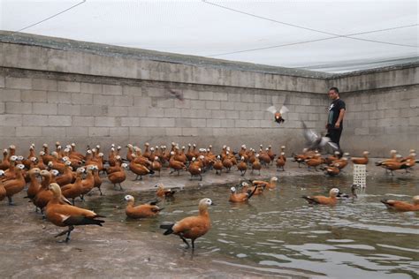 “鸭都”南京到底有多野！