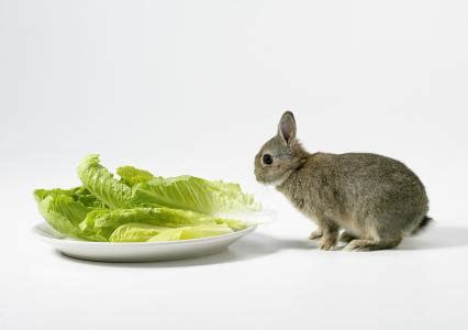处理兔子球虫病的措施,兔子食物中毒怎么办
