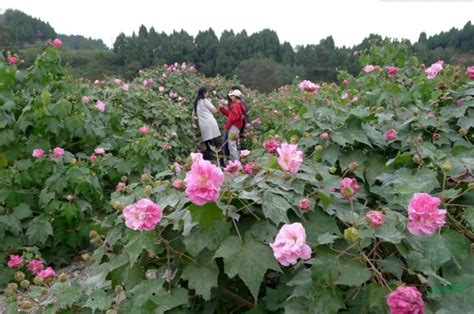 芙蓉花有啥含义啊