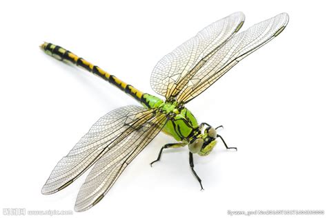 蜻蜓的特点和生活特征