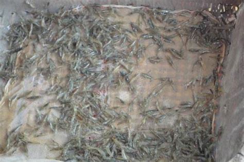 活小河虾怎么做最营养,河虾怎么做最好吃