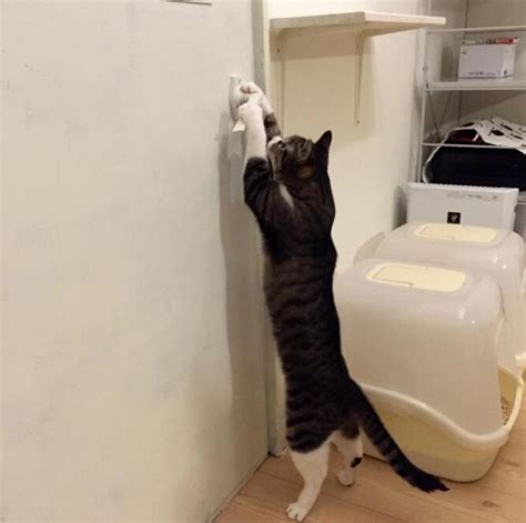 去厕所猫咪为什么就在门口,猫咪为什么老往厕所跑