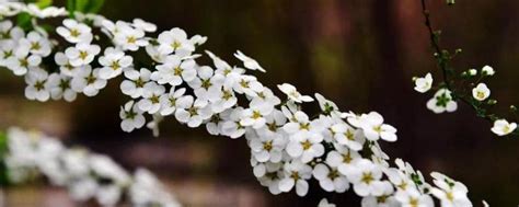 蓝雪花种植方法有哪些 专家还教一些种植方法