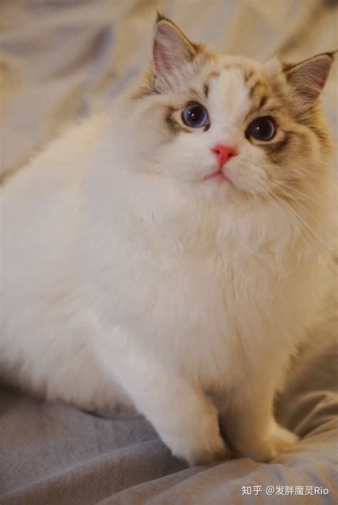 成年布偶猫身长多少厘米,布偶猫最大多少厘米