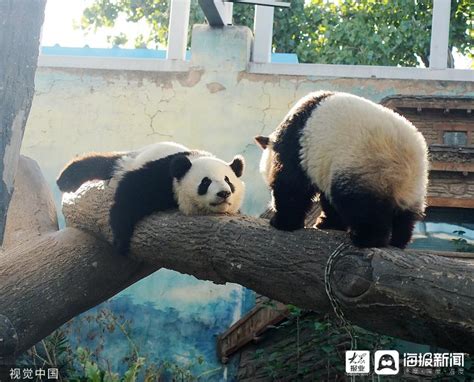 为什么熊猫越来越少了,为什么大熊猫这么稀少