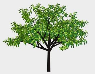什么叫台地 小树 大树 古树 乔木,如何区分普洱茶台地