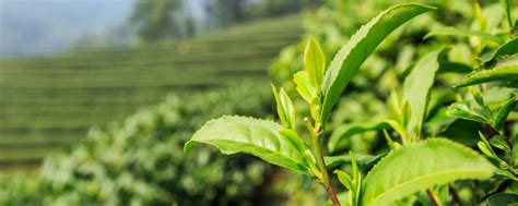 茶树认养是什么,古茶树认养合同